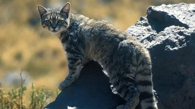 Fantasma dos Andes, felino raro, é avistado pelo terceiro ano consecutivo
