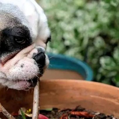 8 Plantas tóxicas para cães podem estar na sua casa