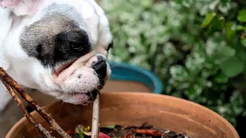 Plantas tóxicas para cães