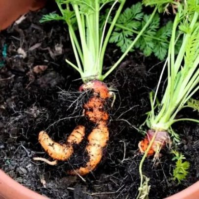 Como plantar cenoura em varanda pequena, passo a passo