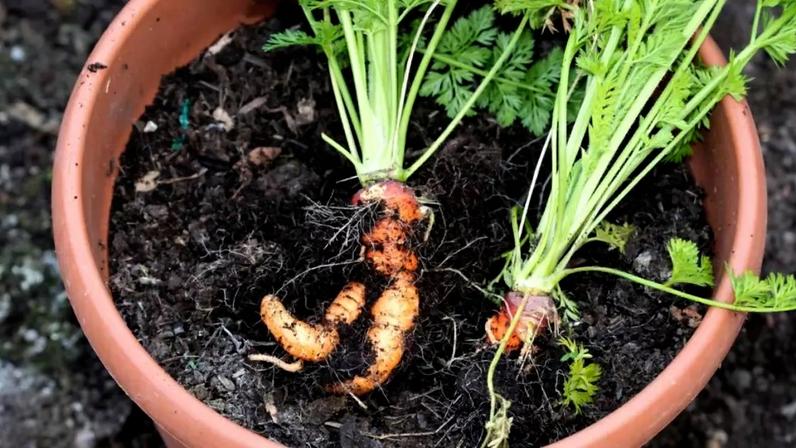 Como plantar cenoura em varanda pequena, passo a passo