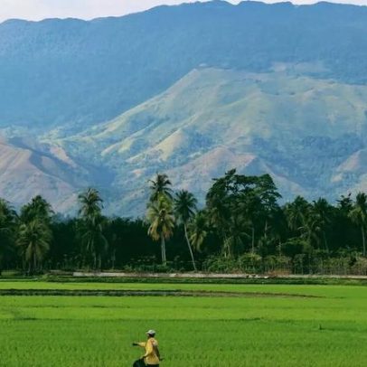 9 mil anos de cultivo de arroz em risco devido ao aquecimento global