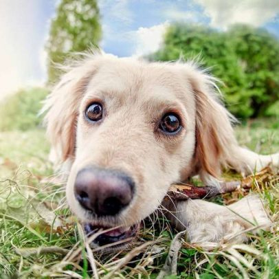 Por que cães comem grama: ciência explica instinto, dieta e tédio
