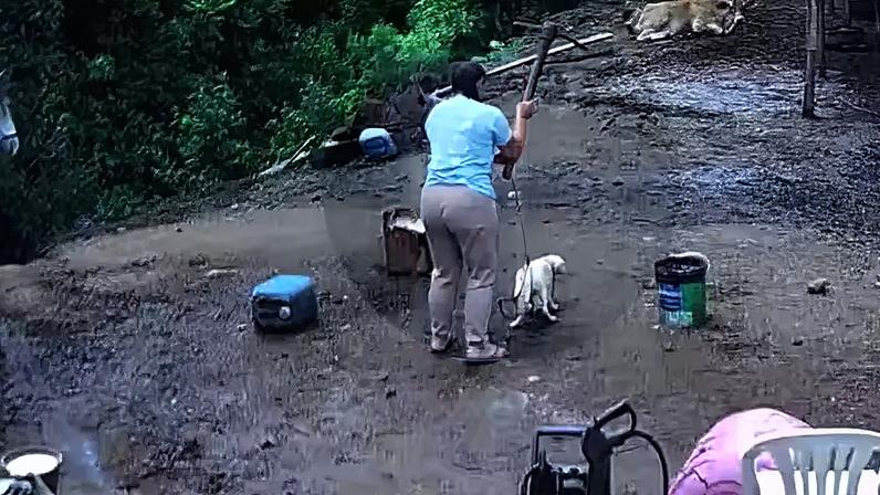 Casal é denunciado por matar cão a golpes de picareta