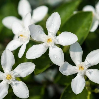 Como cultivar o Jasmim do Imperador, a planta mais perfumada do mundo