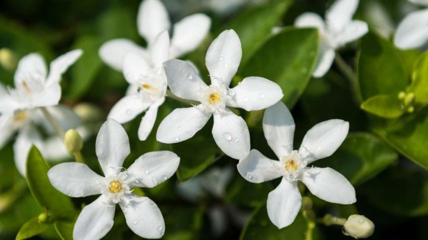 Conheça a Jasmim do Imperador, planta asiática considerada uma das mais perfumadas do mundo, e onde ela pode ser cultivada