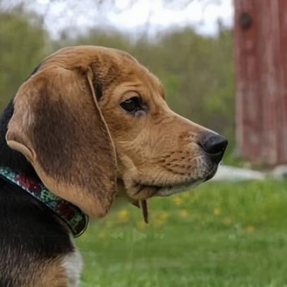 Após protestos, 1.500 beagles serão resgatados de instalação nos EUA