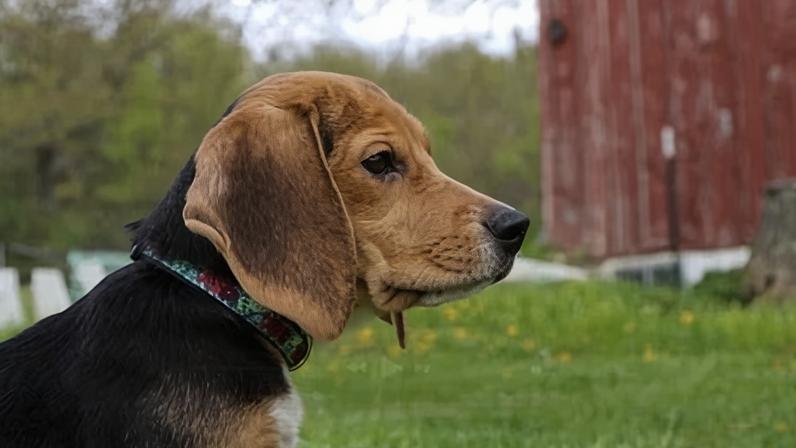 Após protestos, 1.500 beagles serão resgatados de instalação nos EUA