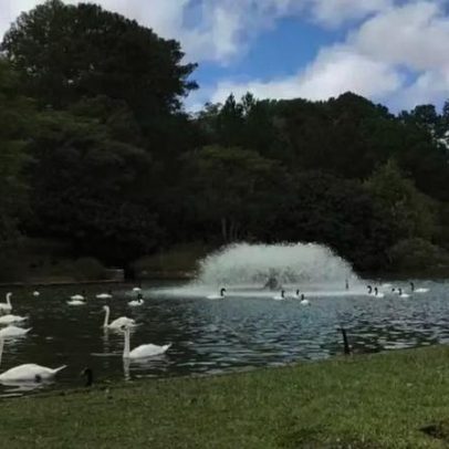 Zoológico de Sapucaia do Sul fecha após morte de 15 cisnes