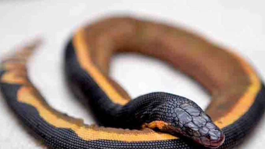 Cobra-marinha com veneno potente pode matar até 100 pessoas