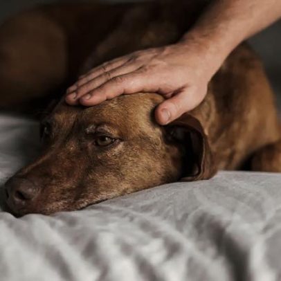 Seu pet perdeu o brilho? Saiba quando procurar ajuda para depressão