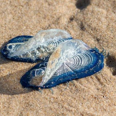 Velella velella domina praias da Califórnia