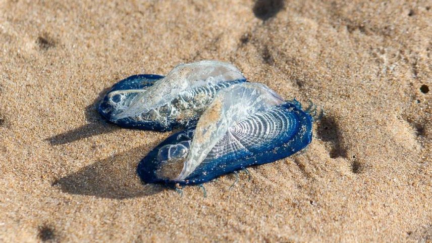 Criaturas marinhas azuladas da espécie Velella velella apareceram em massa em praias dos EUA; entenda o fenômeno