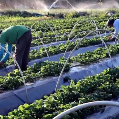 Nova ministra mira o maior Plano Safra da história da agricultura familiar