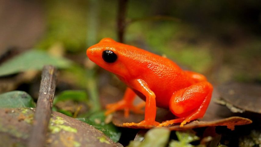 The golden mantella, an endangered frog species found only in Madagascar.