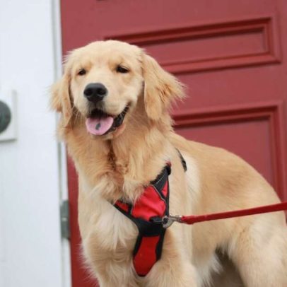 Os Vingadores: 10 nomes de cachorros inspirados nos heróis da equipe