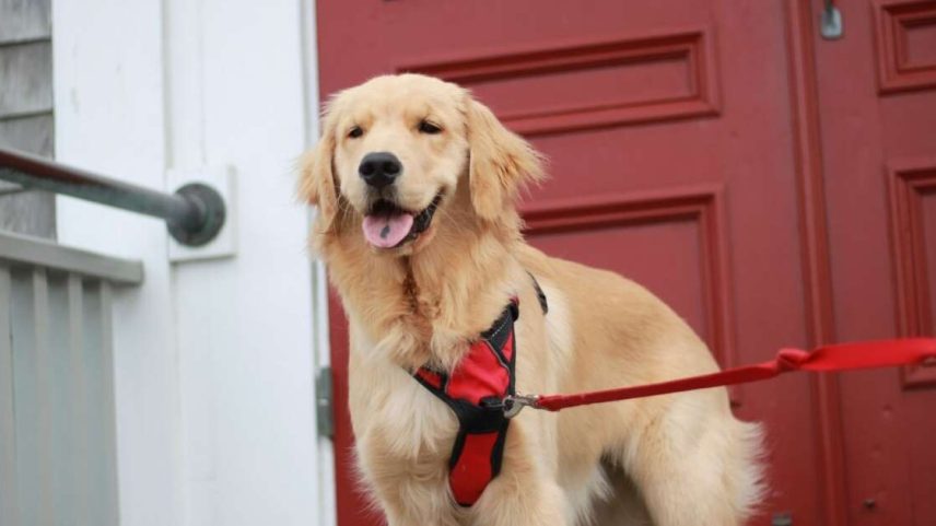 Os personagens de “Os Vingadores” inspiram nomes para cachorros cheios de personalidade