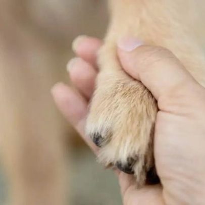 A morte de um pet e o impacto nos demais animais