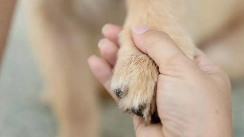 A morte de um pet e o impacto nos demais animais