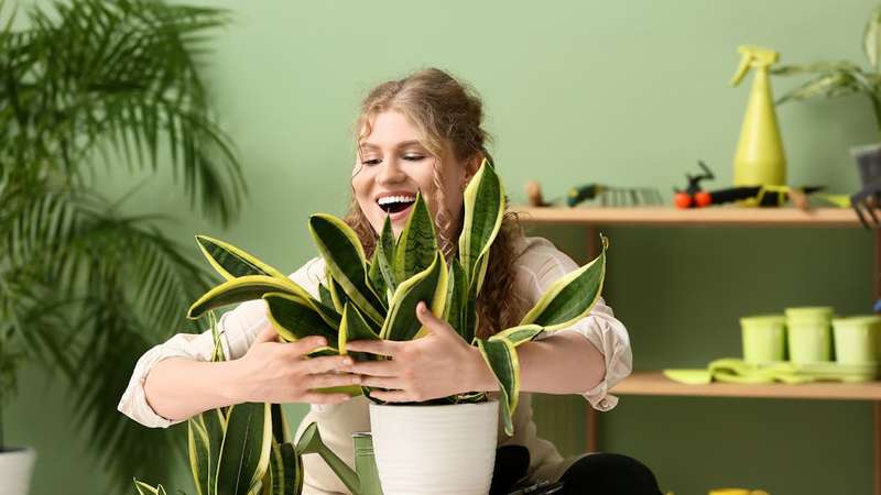 Numa época em que recorremos à IA para conversar ou buscar apoio, o benefício também é humano, com as plantas oferecendo uma vantagem insuperável em relação aos algoritmos: um gerânio nunca lhe dará um conselho errado. Pixel-Shot/Shutterstock