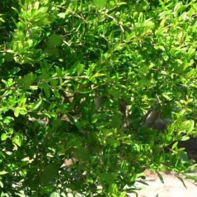 Árvore frutífera ideal para jardins: raízes rasas, não racha o solo, boa sombra