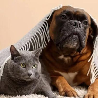 Dores articulares em pets no frio como protegê-los