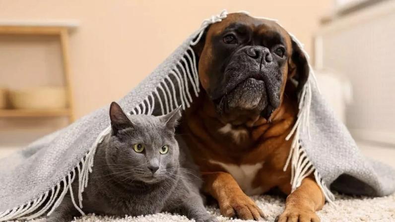 Os pets costumam sentir mais dores nas articulações em dias frios