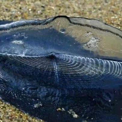 Velella velella: o que são as águas-vela que intrigaram banhistas na Califórnia