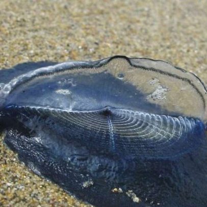 Velella velella surge nas praias da Califórnia e intriga banhistas