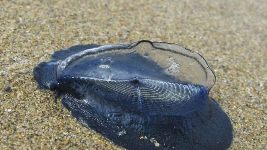 Velella velella surge nas praias da Califórnia e intriga banhistas