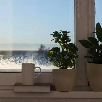 Planta sente frio? 5 cuidados para manter seu jardim resistente