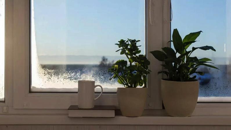 Veja como cuidar do seu jardim nos dias frios