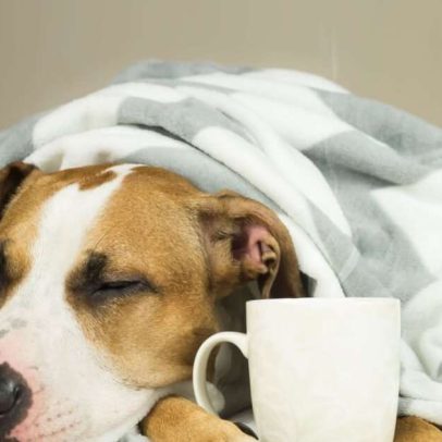Gripe canina: sintomas e prevenção explicados