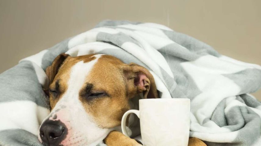 A gripe é uma doença que também pode afetar os cachorros