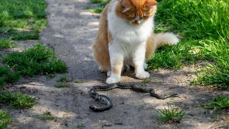 Gato E Cobra