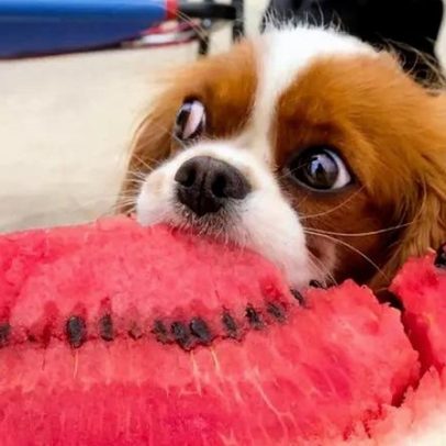 Cão chupando manga? Confira 7 frutas que seu pet pode comer