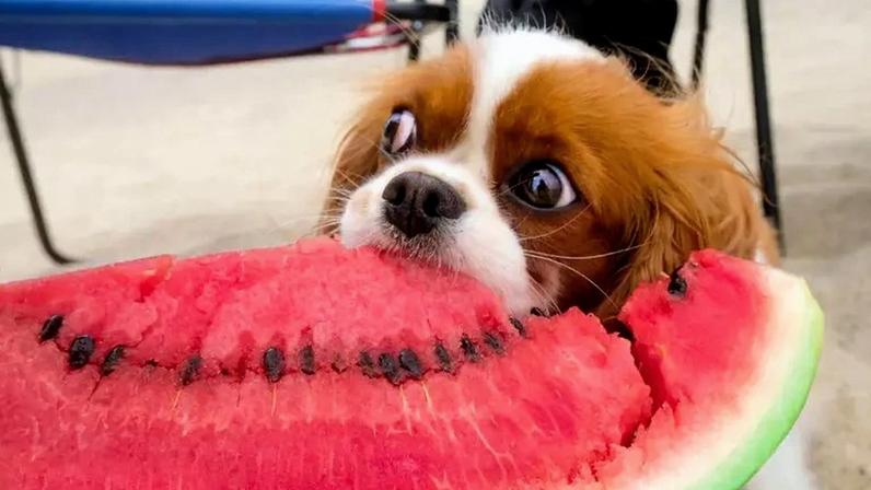 Frutas que o cachorro pode comer