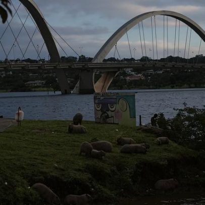 Capivaras dominam o Lago Paranoá, moradores relatam