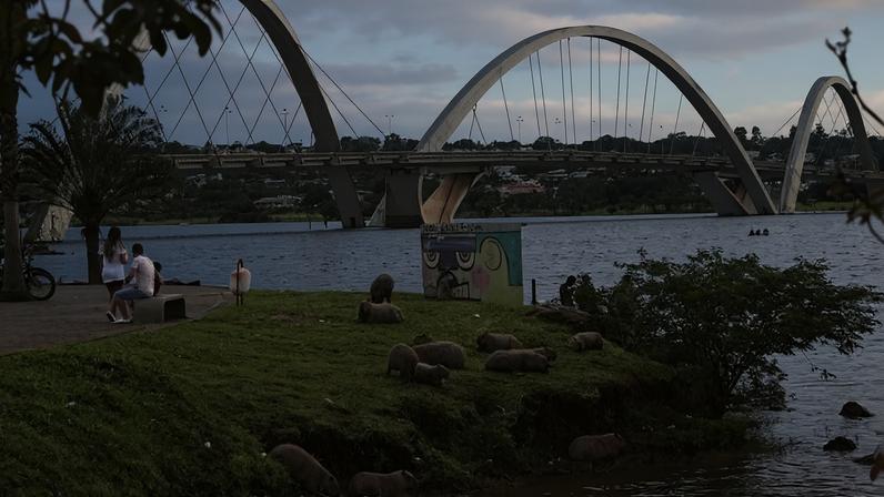 Cartão-postal de Brasília é ponto de encontro dos animais; semiaquática, a espécie tem no lago o ambiente ideal para sobreviver - (crédito: Minervino Júnior/CB/D.A Press)