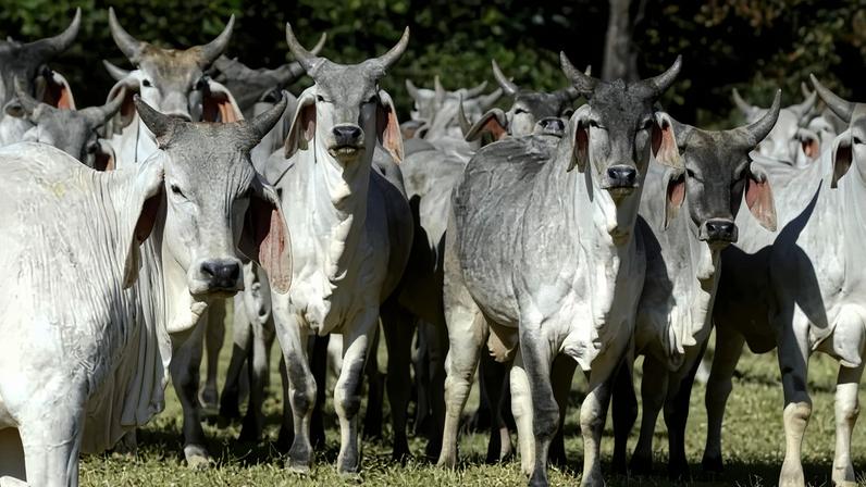 Veto da UE à carne brasileira tem pretexto sanitário, mas ocorre em meio a temor por competitividade - (crédito: Marcelo Ferreira/CB/D.A Press)