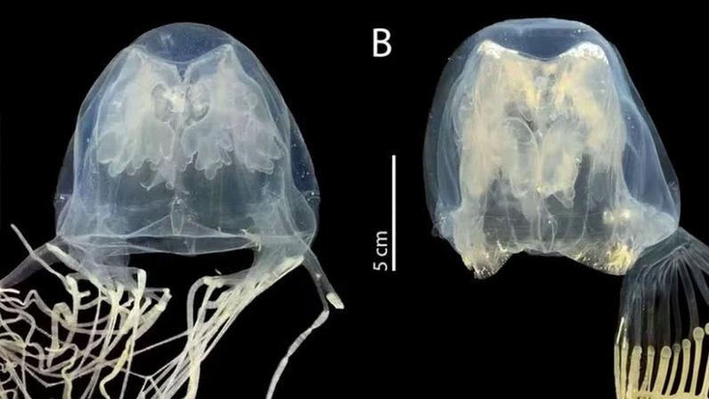 Pesquisadores identificaram uPesquisadores identificaram uma nova espécie de água-viva-caixa extremamente venenosa em praias populares de Singapurama nova espécie de água-viva-caixa extremamente venenosa em praias populares de Singapura - (crédito: Universidade de Tohoku)