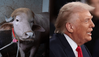 Búfalo com semelhança a Trump atrai curiosos nos EUA