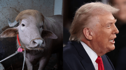 Búfalo com um penteado semelhante ao do presidente dos EUA, Donald Trump, chamou a atenção de visitantes e comerciantes locais