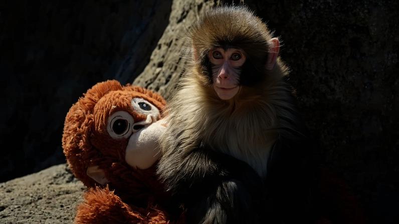 Punch é um filhote de macaco-japones que foi abandonado pela mãe logo após o nascimento. Rejeitado pelo restante do grupo, ele se vinculou a um bichinho de pelúcia - (crédito: JIJI PRESS / AFP)