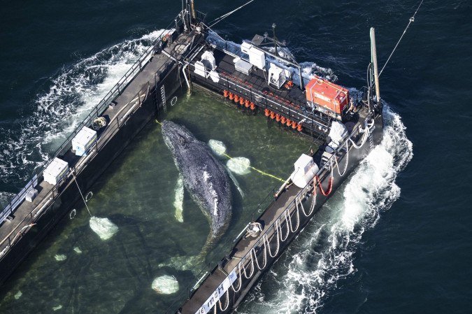 Foto aérea da baleia jubarte resgatada em direção ao Mar do Norte. O animal, conhecido como Timmy, morreu - (crédito: Philip Dulian / dpa / AFP)