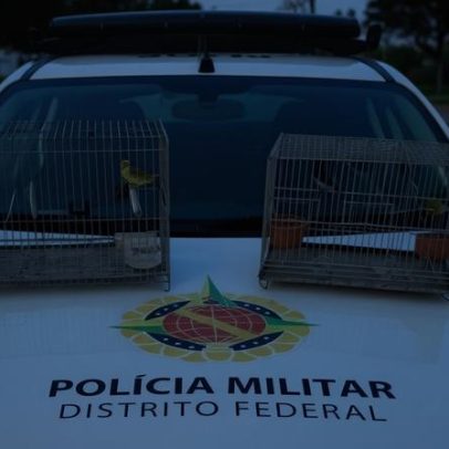 Aves resgatadas de cativeiro no Sol Nascente