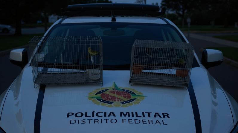Os responsáveis foram autuados por crime contra a fauna (Art. 29 da Lei nº 9.605/98) - (crédito: Divulgação/PMDF)