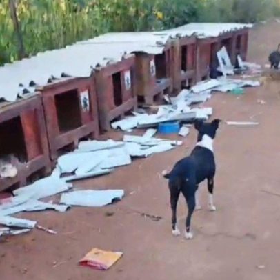 Abrigo com 60 cães é destruído em Ceilândia; polícia investiga