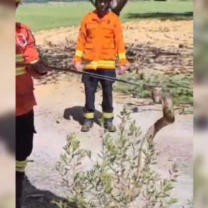 Bombeiros resgatam jiboia em área residencial no Lago Sul