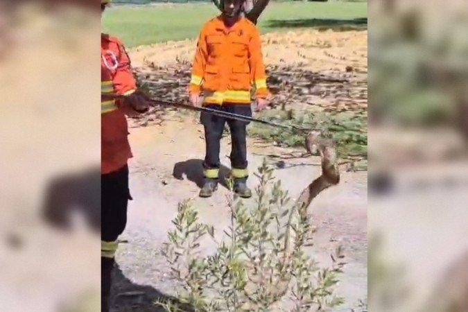 Jiboia foi resgatada no Lago Sul - (crédito: Reprodução/CBMDF)